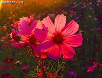 真正爱你的男人，根本舍不得跟你断了联系