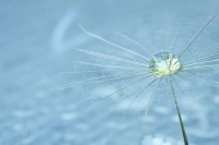 今日白露：单独成为一个节气，竟跟它有关？