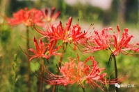 商丘古城：城南彼岸花开