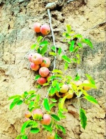 我们拼了命的活着，到底是为了什么？