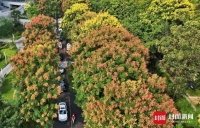 成都街头：栾树开花 秋色渐浓 | 图集