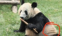 在美国的丫丫vs回国后的丫丫 这才几个月？