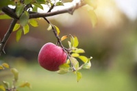 品读｜菜园之约