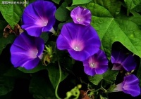 当一个人说，“下辈子再也不来了”，揭露了现实生活的真相