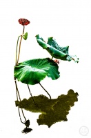 “秋韵”（116） | 上游主题摄影征稿作品展——邓元良作品