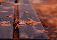 诗词丨一场秋雨一场寒，一份牵挂一份暖