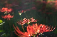 遇见花开是缘分，在苏州太湖西山岛，彼岸花开了