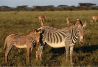 保护动物，不要让放生成为杀生的代名词！
