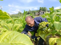 开阳：田间地头忙 处处好“丰”景