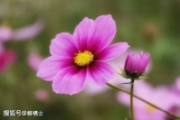 【高考研究】2021-2023高考语文真题分项汇编之诗歌鉴赏