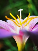 “秋韵”（132） | 上游主题摄影征稿作品展——林治军作品