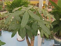 “客厅见树，家业稳固”，5种“吉祥”树，客厅一放，人旺家也旺