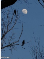 【古诗词鉴赏】明代诗人汤显祖《江宿》诗赏析