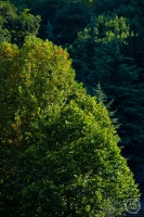 “秋韵”（141） | 上游主题摄影征稿作品展——冉小军作品