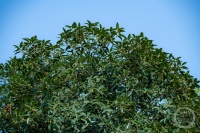 “秋韵”（144） | 上游主题摄影征稿作品展——冉小军作品