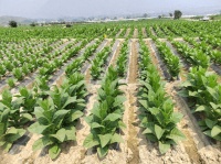 一支雪茄的奇妙之旅