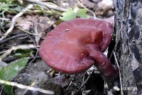 神秘血灵芝长在坟墓中，遇见别惊恐！