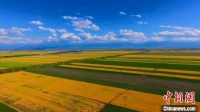 新疆昭苏：丰收色彩绘就田野多彩画卷
