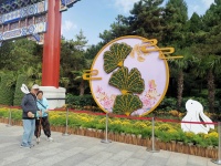 菊柱、菊球、菊花盆景，陶然亭公园菊展开幕迎客