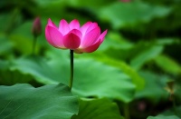 人生实苦，如何自渡