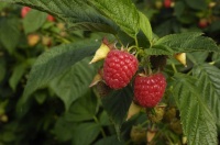 品读｜我在养蜂人的帐篷里做客的往事