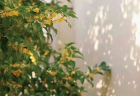 秋雨如丝，秋风渐起，在苏州吴中香山，等一场桂花味的秋天！