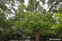 “家中若有青龙树，后代定能富裕不尽”，“青龙树”是啥树？有什么说法吗？