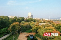 湖南新田：栾树花开满城秋