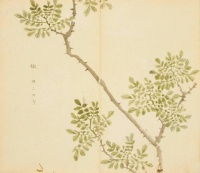 以椒为姓 浓烈之中见真情