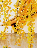 古小君：古代小说研究文章汇总（2022年10月—2023年9月）