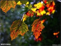 【古诗词鉴赏】唐代诗人白居易《秋雨夜眠》诗赏析