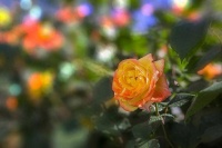 10月，金子般的五句话，非常治愈人心！