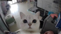 当你打开监控找小猫咪，随时随地都有新惊喜！