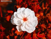 你的朋友圈动态，都将“出卖”你的生活，别大意