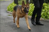 白宫赶走拜登爱犬