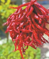 石榴红了，奶奶走了