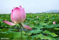 【高考备考】高考古诗文考查之必背篇目之补充篇目·原文精校版