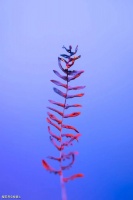 【美文悦读】余秋雨：生命是一树花开