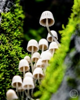 “秋韵”（196） | 上游主题摄影征稿作品展——瞿明斌作品