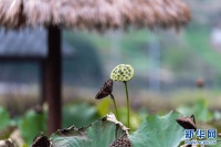 重庆南川：残荷秋韵