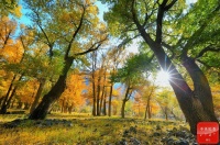 跟着镜头品诗词丨谁言秋色不如春