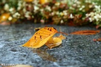 【古诗词鉴赏】宋代词人秦观《满庭芳·碧水惊秋》词赏析