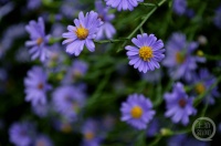 “秋韵”（202） | 上游主题摄影征稿作品展——贾维泽作品