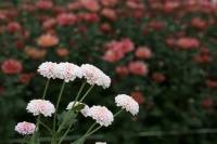 诗词丨秋风又见菊花开，悠然浅笑度流年