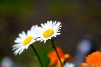 一段感情中，男人的爱与不爱，只需看这两点，很扎心