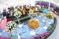 南京江宁湖熟菊花展开幕 2400多种菊花齐绽放