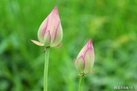 一个自带贵气的人，有以下四个特征，你占了几个？