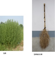 “尝过，难食”……你知道吗？徐光启曾“尝”野菜丨半农笔谈