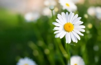 什么是“小人”，三个成语告诉你