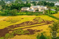 “秋韵”（219） | 上游主题摄影征稿作品展——张朝阳作品